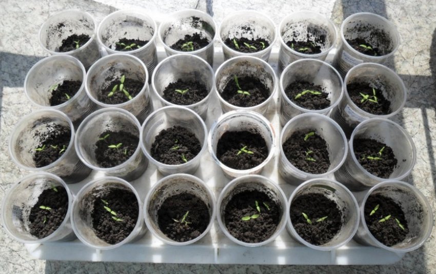 Розсада помідорів Розсада помідорів