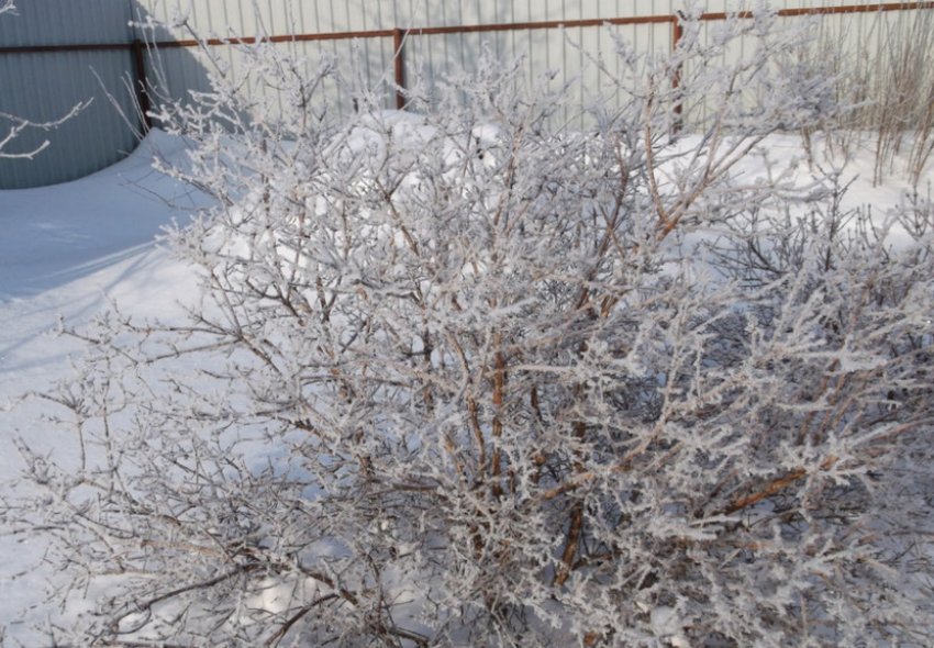 Агрус взимку