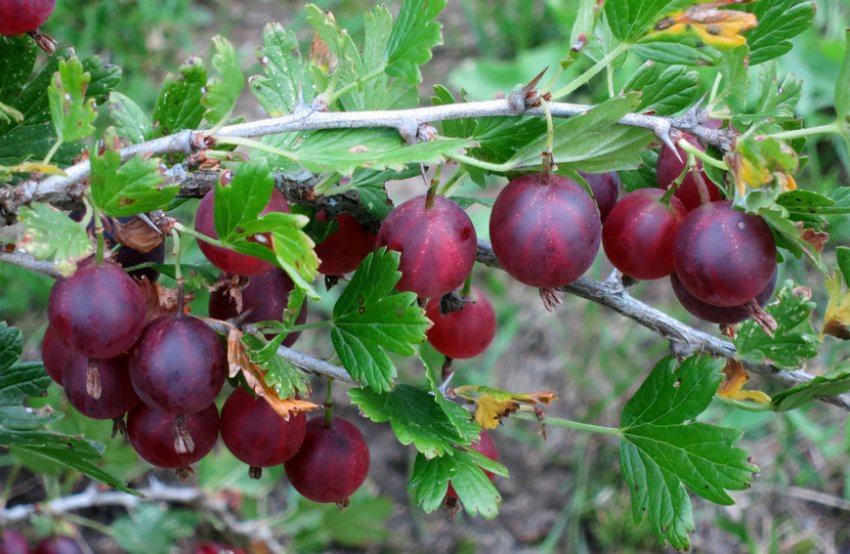 Агрус Каптиватор