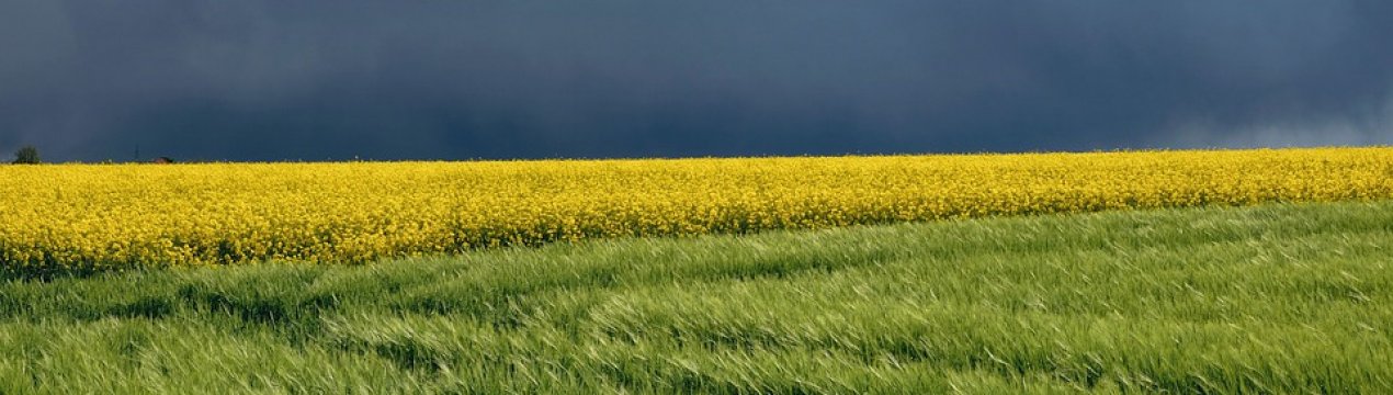 Смуговий посів тепер доступний і для дрібних фермерів України