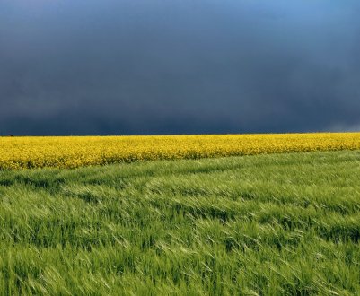 Смуговий посів тепер доступний і для дрібних фермерів України 