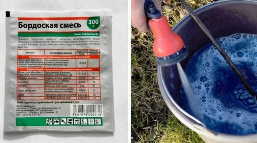 Профілактична обробка агрусу