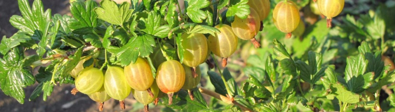 Агрус сорти Медовий: опис, переваги і недоліки, догляд, врожайність, фото