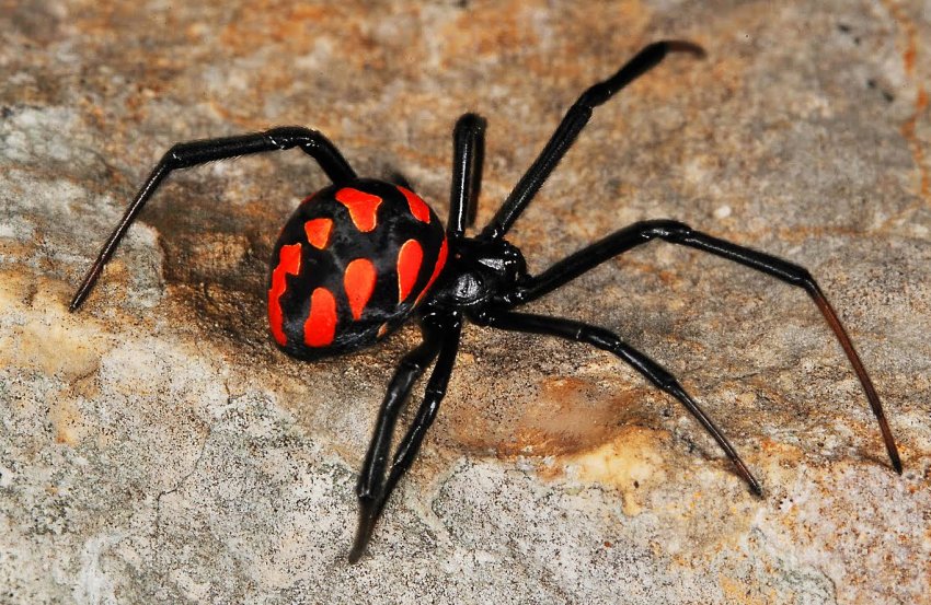 Підмосковних фермерів закликають до обережності: регіон атакують небезпечні павуки