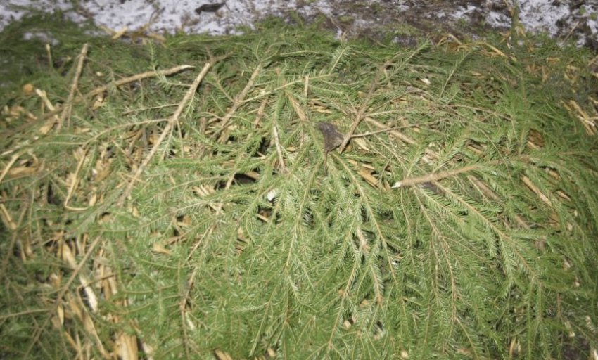 Укриття агрусу лапником на зиму