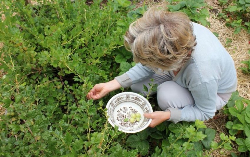 Збір агрусу Інвікта