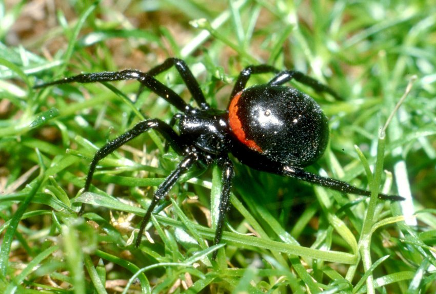 Підмосковних фермерів закликають до обережності: регіон атакують небезпечні павуки