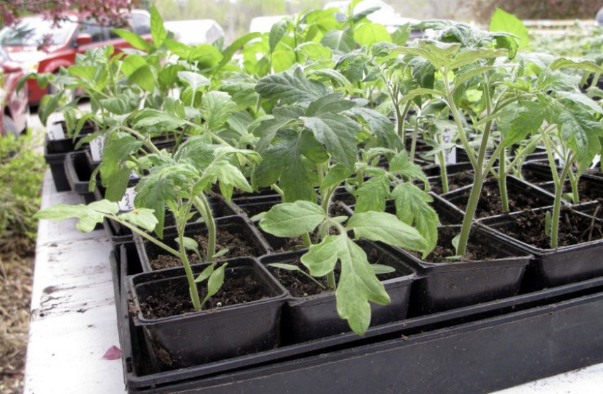 Розсада томатів Розсада томатів