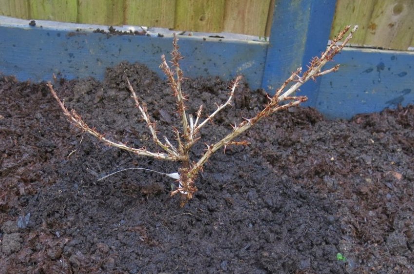 Посадка агрусу