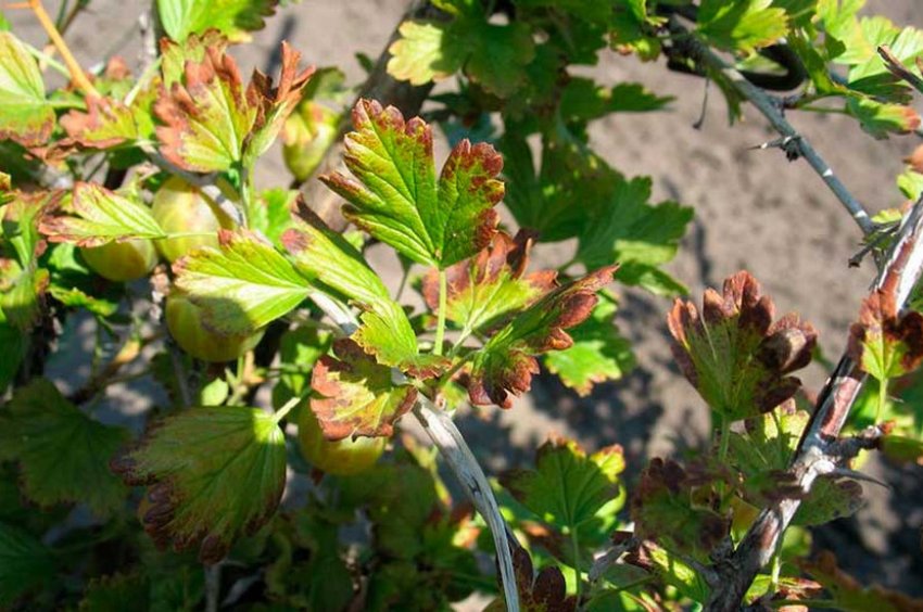 Антракноз агрусу