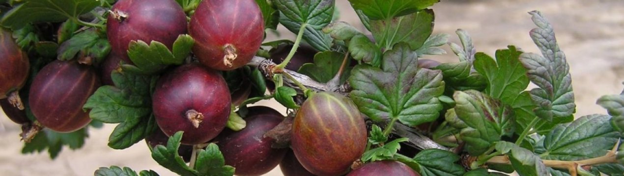 Агрус Арлекін: характеристика, особливості вирощування і розмноження