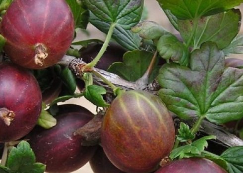 Крыжовник Арлекин: характеристика, особенности выращивания и размножения