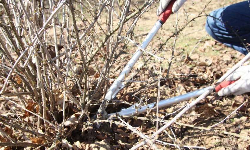 Обрізування куща агрусу