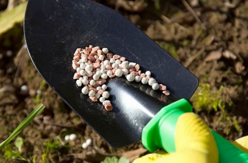 Підживлення агрусу