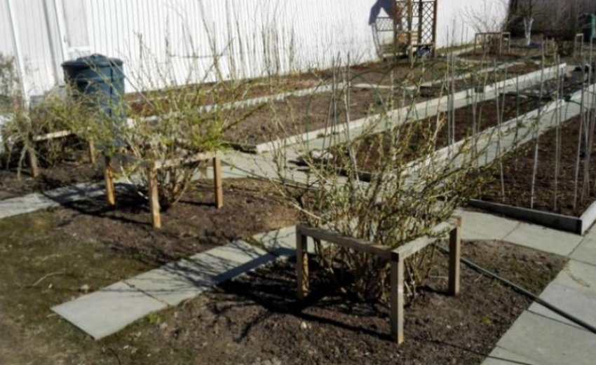 Агрус Медовий