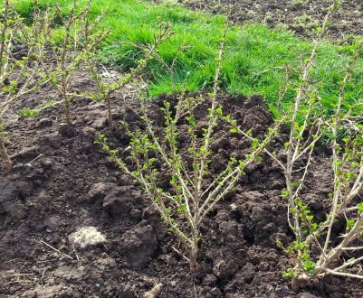 Що можна садити поряд з аґрусом, особливості сусідства