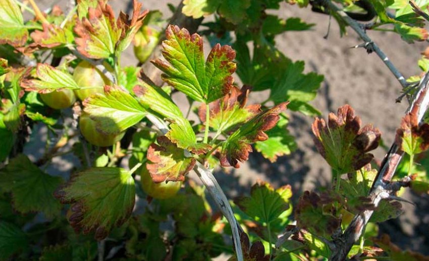 Антракноз на аґрусі Антракноз на аґрусі