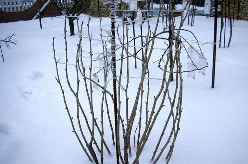 Підготовка агрусу до зими