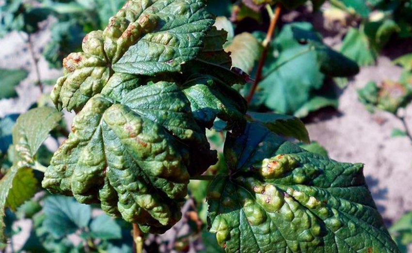 Вірусна мозаїка агрусу Вірусна мозаїка агрусу