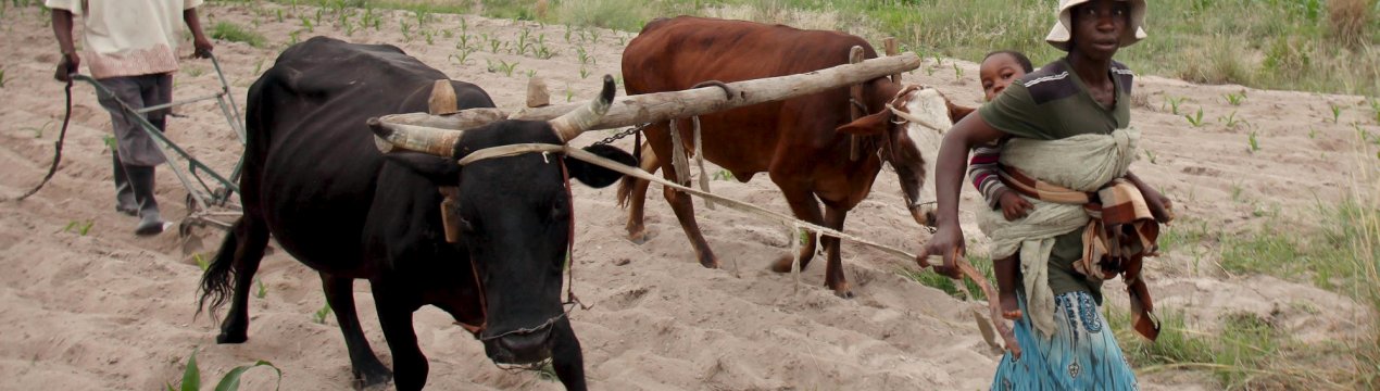 У Зімбабве очікують рекордного падіння врожаю
