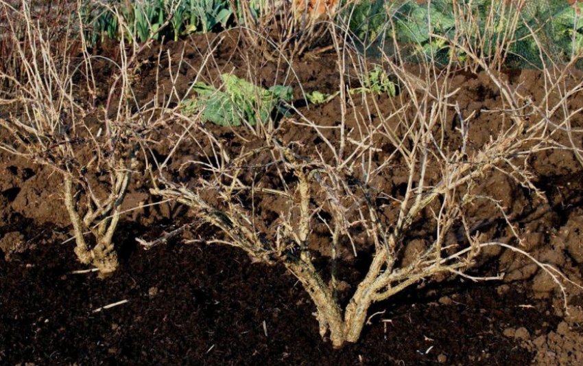 Мульчування кущі аґрусу торфом Мульчування кущі аґрусу торфом