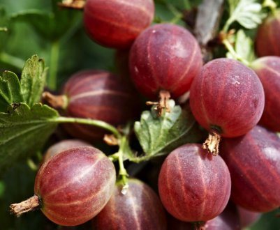 Агрус Хиннонмаки Ред: характеристика сорту, особливості вирощування і розмноження