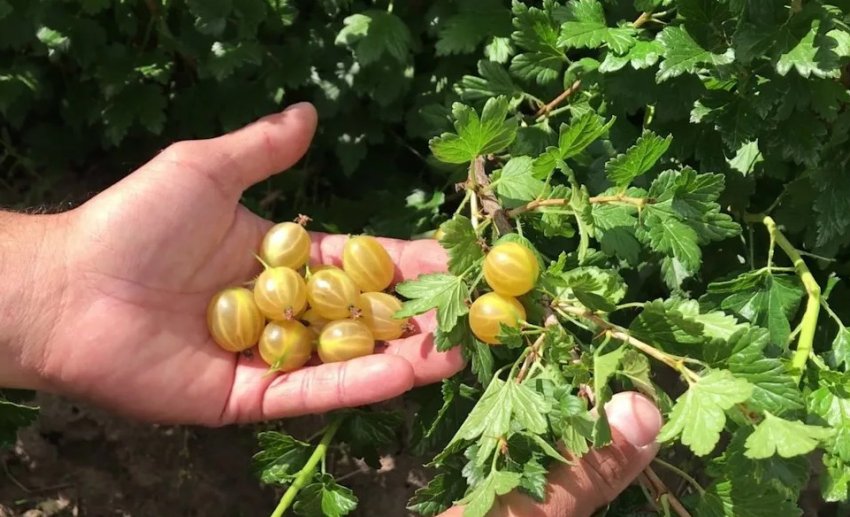 Збір врожаю агрусу