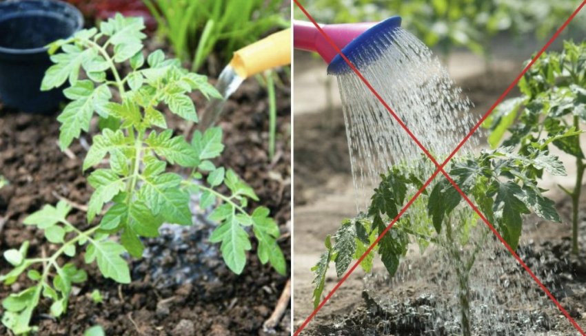 Полив томатів Полив томатів