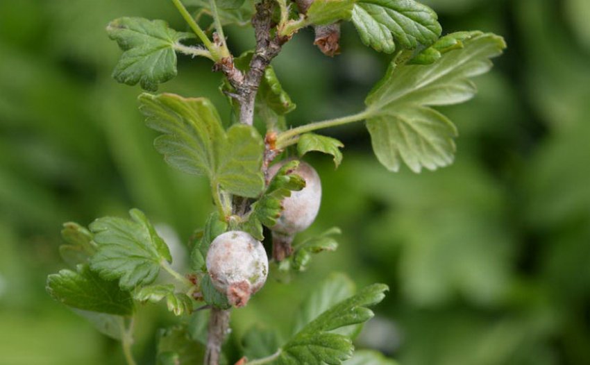Сіра гниль агрусу