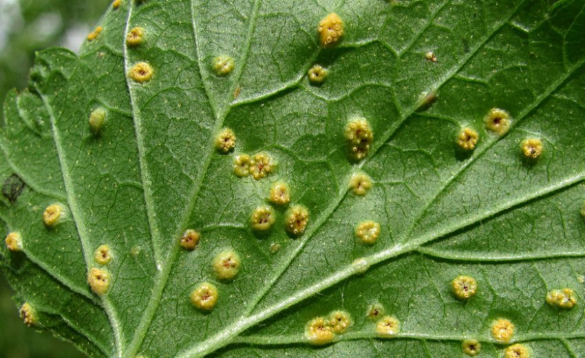 Іржа агрусу