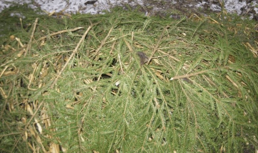 Укриття лапником агрусу