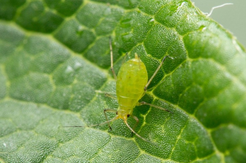 Попелиця на аґрусі