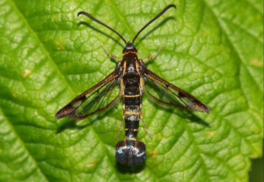 Стеклянница смородинная на аґрусі