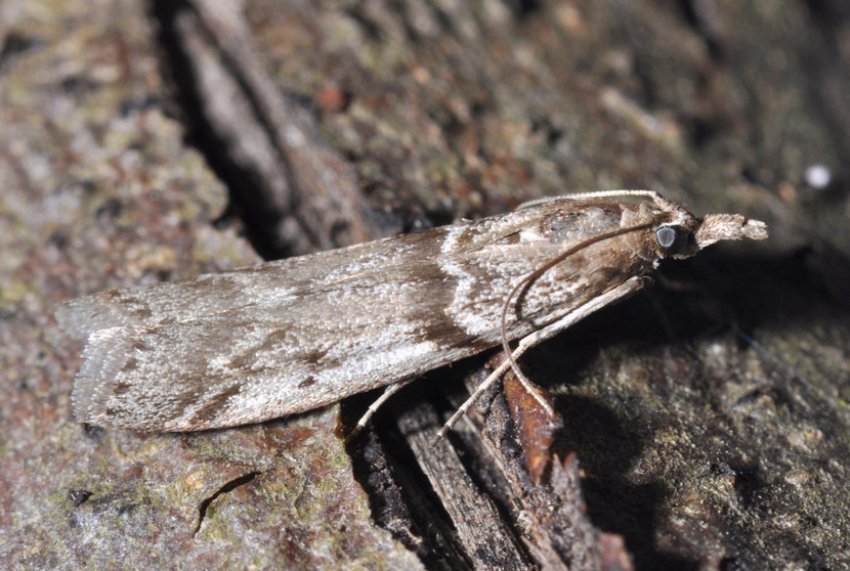 Крыжовниковая огнівка