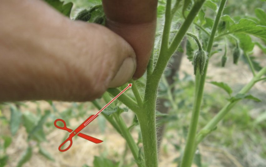 Пасинкування помідорів Пасинкування помідорів