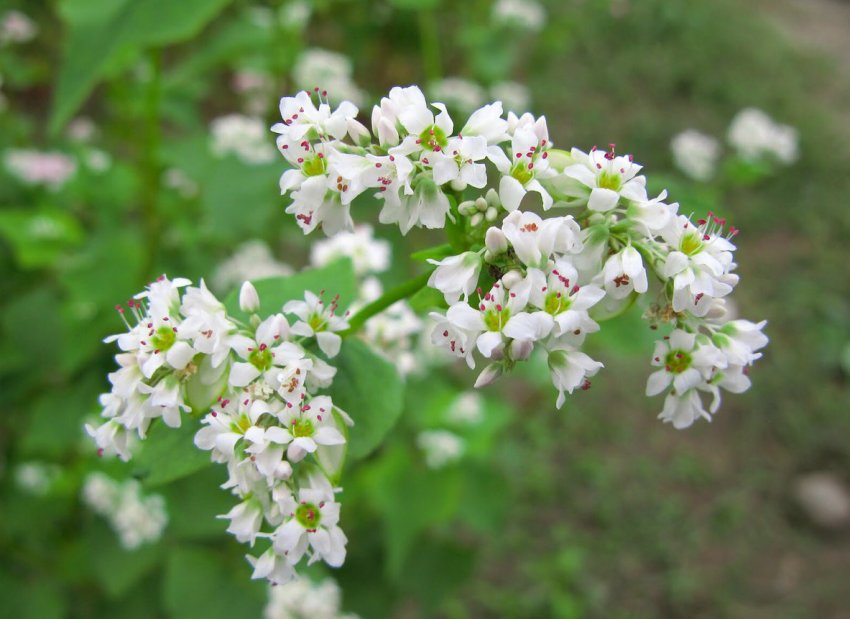 Урожай гречки в Україні може скоротитися до історичного мінімуму Урожай гречки в Україні може скоротитися до історичного мінімуму