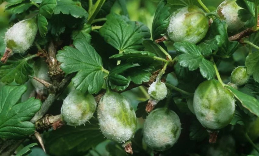 Борошниста роса на аґрусі