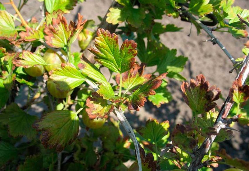 Антракноз агрусу