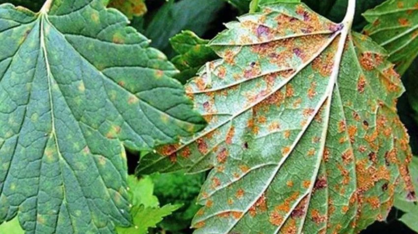 Ржавщина на аґрусі