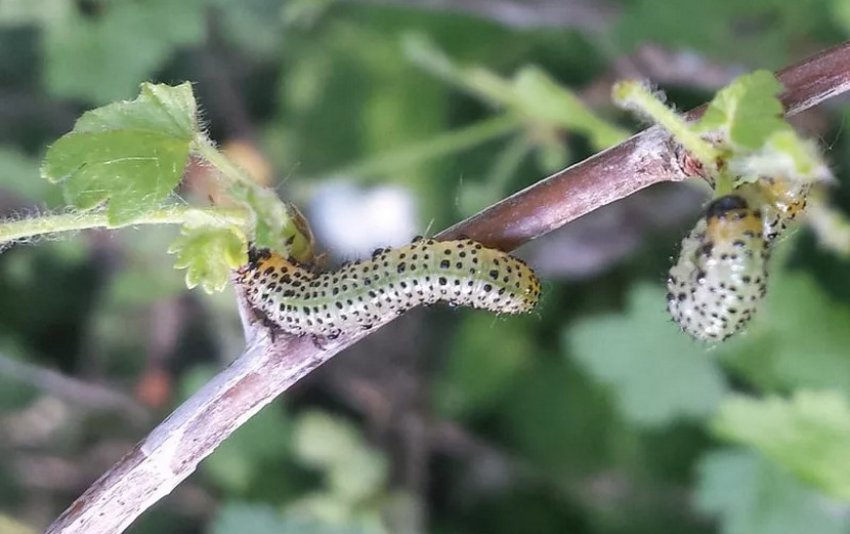 Пильщик на аґрусі