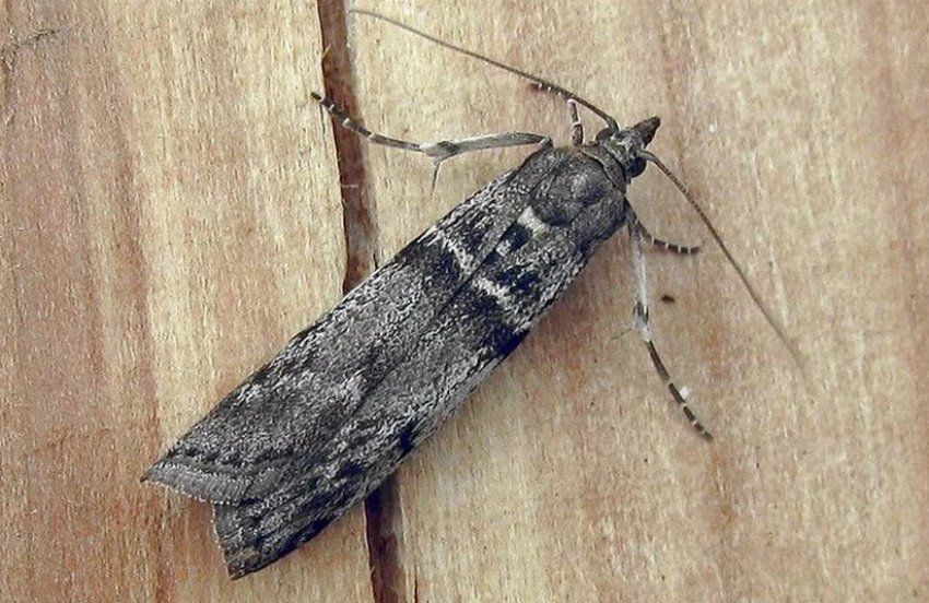 Огнівка на аґрусі