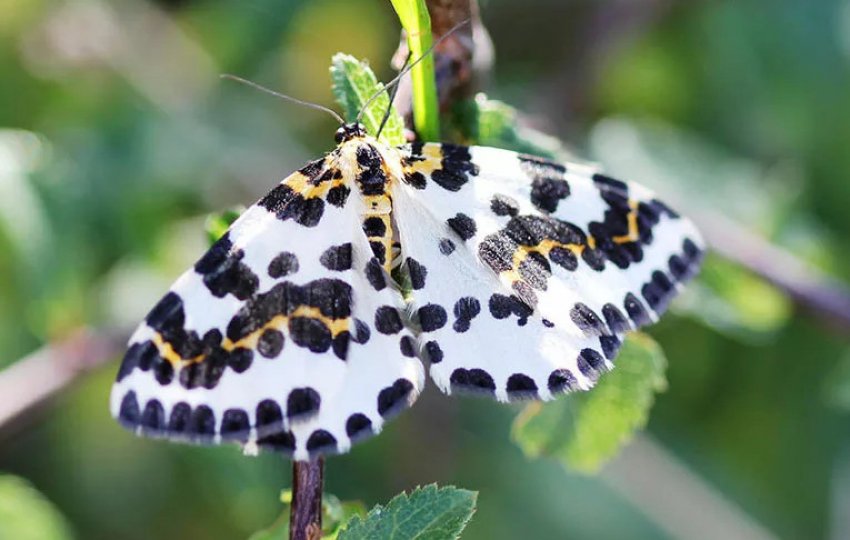 Пяденица на аґрусі