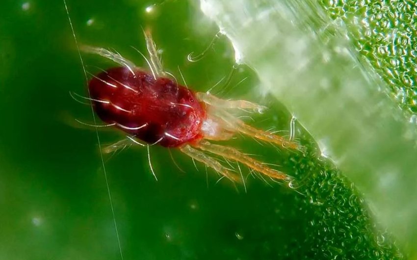 Павутинний кліщ на аґрусі