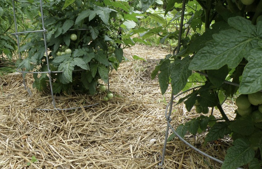Мульчування томатів Мульчування томатів