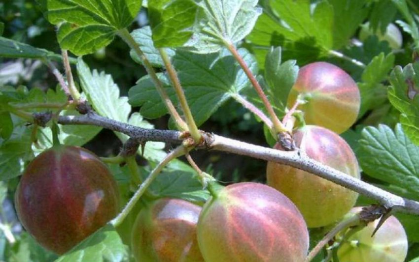 Агрус Арлекін