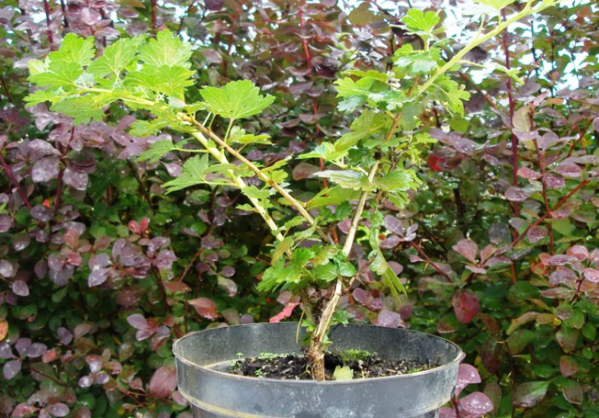 Саджанець агрусу