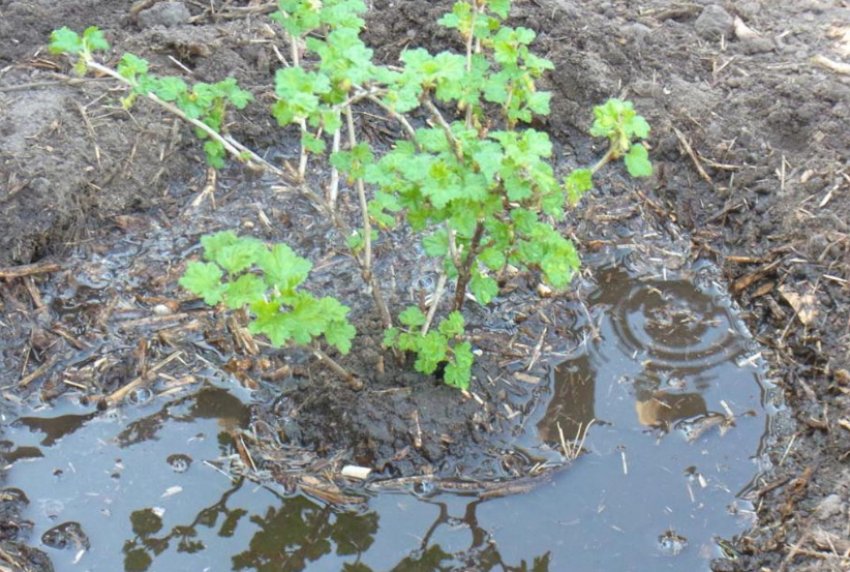 Полив агрусу