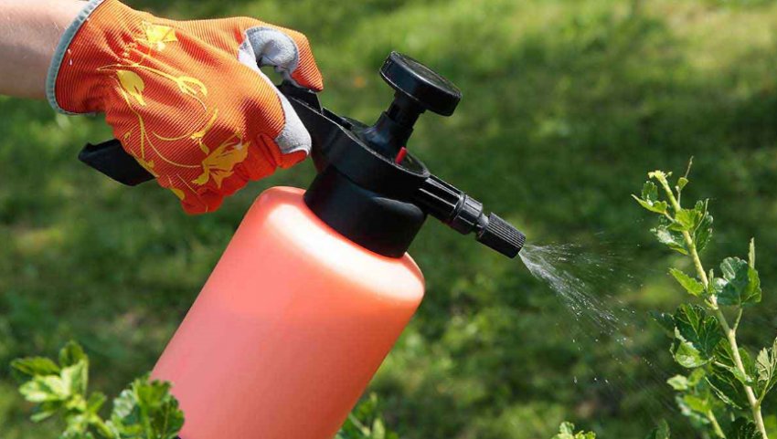 Обприскування агрусу