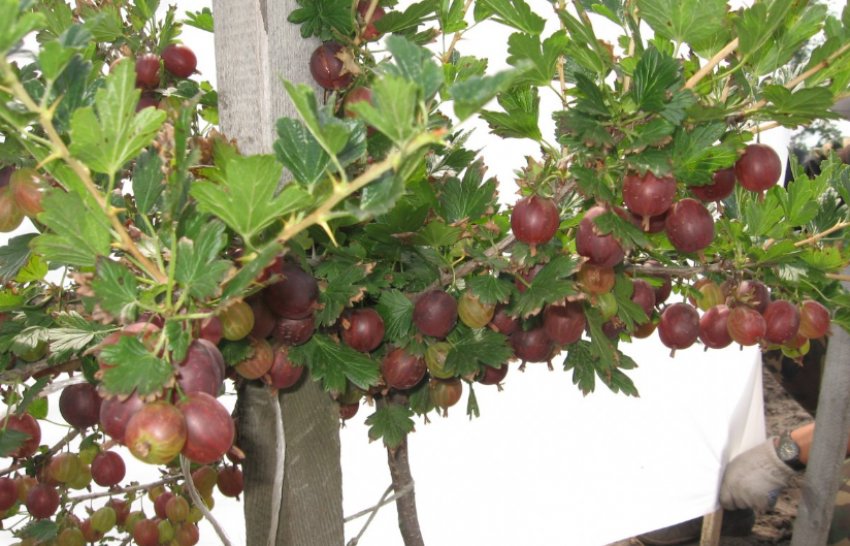 Агрус Арлекін