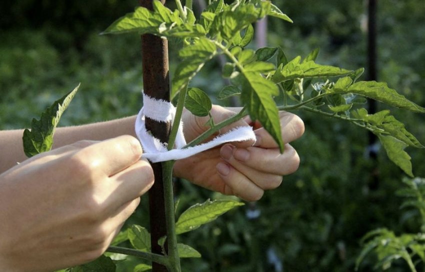 Підв'язка томатів Підв'язка томатів